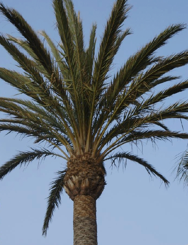 Date Palm Tree Picture, Date Palms