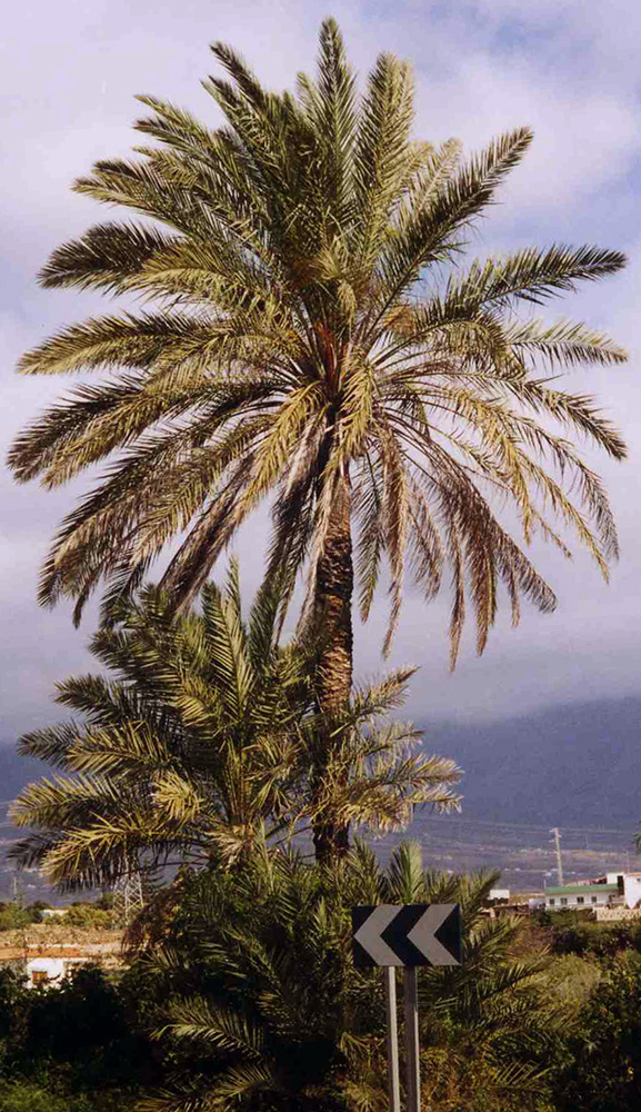 Date Palm Tree Picture, Date Palms