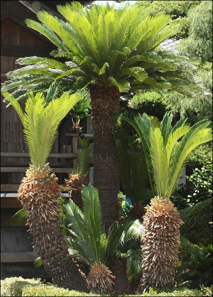 Massive 3 Trunk Sago Palm