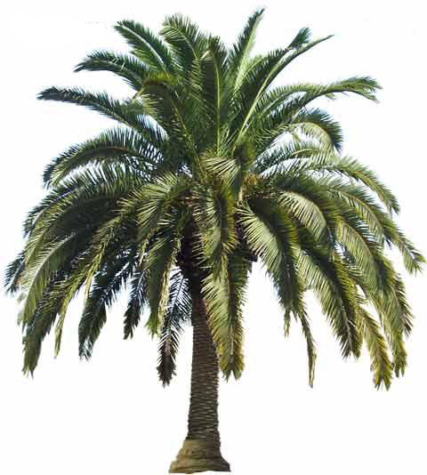 Large Canary Island Date Palm Tree