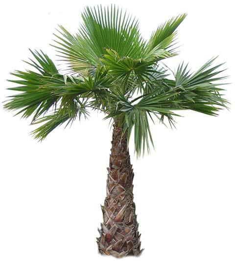 Mexican Fan Palm for Sale